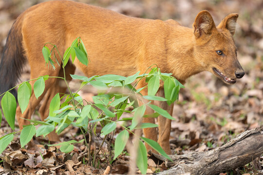 Dhole (Cuon alpinus) standing in forest, Kabini, Nagarhole National Park, Karnataka, India. Endangered. 