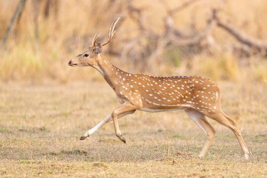 Chital / Spotted deer (Axis axis) running, Tadoba Andhari Tiger Reserve, Chandrapur district, Maharashtra, India.