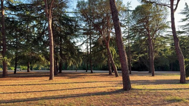 Golden Hour Panorama in Villa Doria Pamphilj Park, Rome, Italy