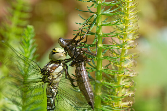 Southern hawker dragonfly (Aeshna cyanea) just emerged from its nymphal exuvia on a Mare's tail (Hippuris vulgaris) plant in a garden pond, Wiltshire, England, UK. August. 