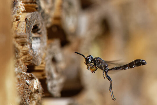 Club-horned wood borer wasp (Trypoxylon clavicerum) flying towards its nest burrow in an insect hotel carrying spider prey for its larvae to feed on, Wiltshire, England, UK. June. 
