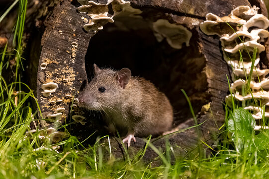 Brown rat (Rattus norvegicus) peering out from a hole in a fungi-covered hollow log, Ille et Vilaine, Brittany, France. October. Controlled conditions. 