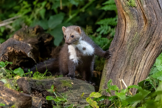 Beech marten (Martes foina) peering put from behind a tree stump in the undergrowth, Ille et Vilaine, Brittany, France. October. Controlled conditions. 
