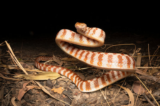 Brown tree snake (Boiga irregularis) in defensive posture, Adelaide River Hills, Northern Territory, Australia. 