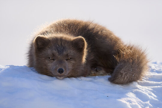 Arctic fox (Vulpes lagopus) male, blue morph in winter coat, resting on snow, Hornstrandir Nature Reserve, Iceland. March. Controlled condition. 