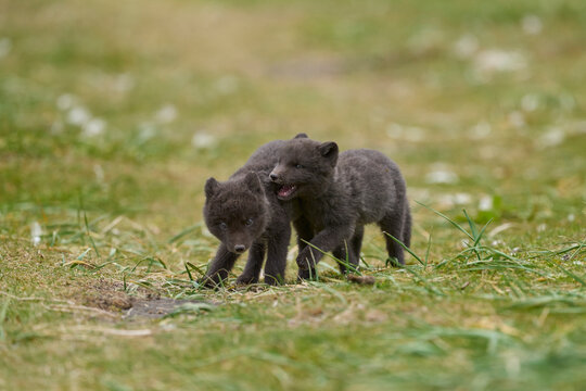 Two Arctic fox (Vulpes lagopus) cubs aged 6 weeks, blue morph in summer coat, playing in grassland at public campsite, Hornvik, Iceland. July. 