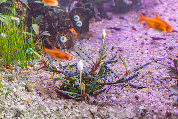  Freshwater Fish Exploring Dense Aquatic Plants in an Aquarium with Soft Blurry Background © Oleg_Yakovlev