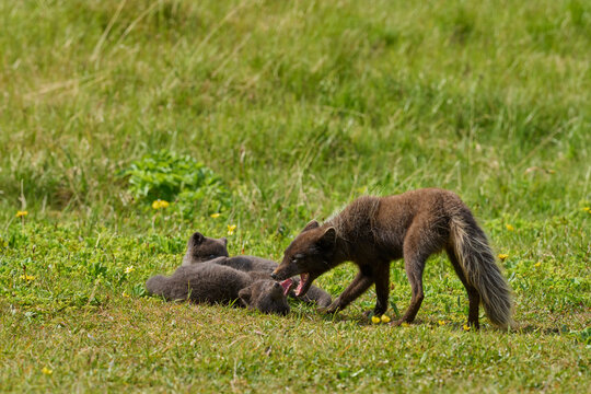 Arctic fox (Vulpes lagopus) male, blue morph in summer coat, interacting with cubs, aged 6 weeks, Hornvik, Iceland. July. 