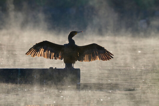 Cormorant (Phalacrocorax carbo) drying its wings in morning sunlight, Reddish Vale Country Park, Greater Manchester, UK. October. 