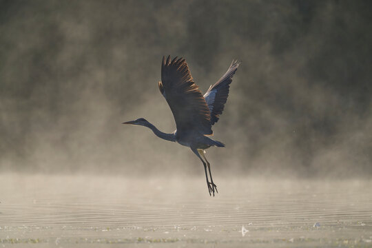 Grey heron (Ardea cinerea) in flight over water in morning sunlight, Reddish Vale Country Park, Greater Manchester, UK. October. 