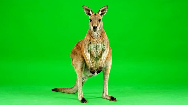 Kangaroo standing on hind legs in a green studio setting, animal portrait, wildlife, marsupial, studio shot from a straight-on viewpoint.