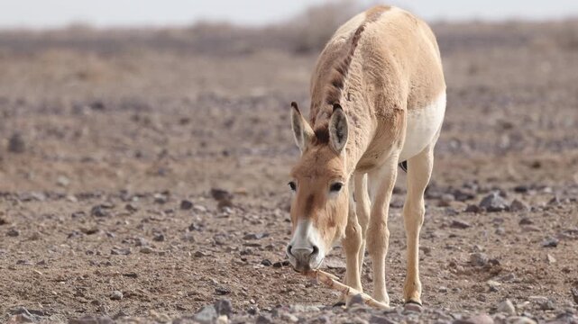 Iranian onager (Asiatic wild ass) walking and grazing in arid desert landscape, wildlife in Iran, natural habitat, close up and wide shots
