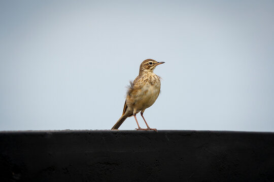 Long-billed pipit perched on a concrete block