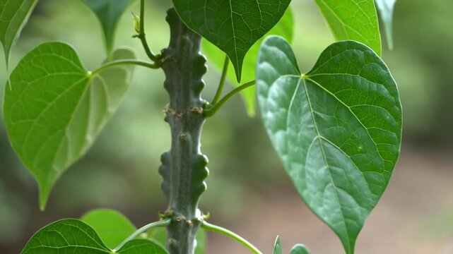 Closeup of a vibrant green Giloy plant stem with heartshaped leaves highlighting its medicinal properties and natural beauty in a garden setting.