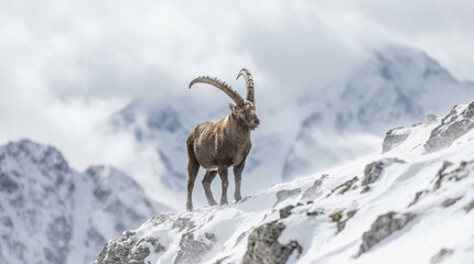 Majestic alpine ibex standing on snowy mountain ridge against cloudy sky in winter landscape