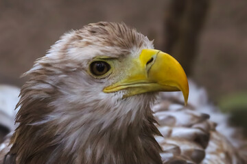 Fototapeta premium Close-up portrait of a majestic eagle with piercing eyes and a sharp yellow beak