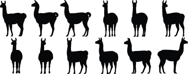 Silhouette set of llamas standing and walking in various poses on white background Keywords: llama, silhouette, animal, mammal © Shakila