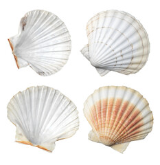 Shell, sea scallop shells set isolated on white background. Aquatic wildlife animal, seashell. Mollusk, marine bivalve molluscs. Various Scallops sea shell top view, gourmet food, Pectinidae. © Subbotina Anna