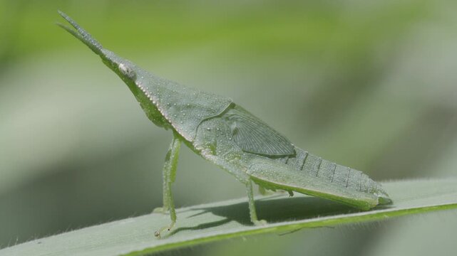 4K Macro close-up of green leaf-mimicking insect resting on plant blade, Detailed camouflage and natural texture highlight biodiversity adaptation and wildlife in soft green background.