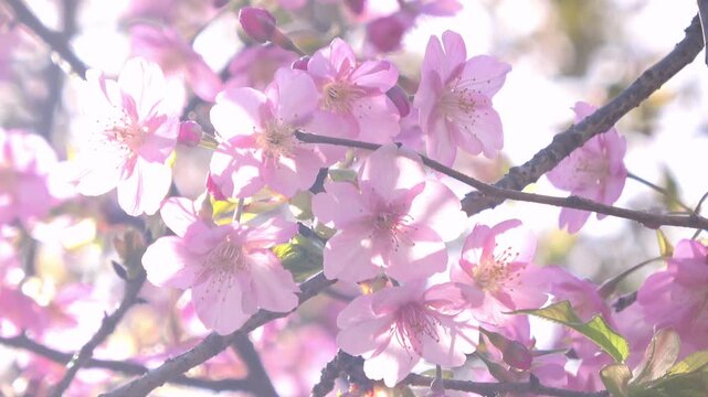 満開の早咲き桜、河津桜のクローズアップ  4K