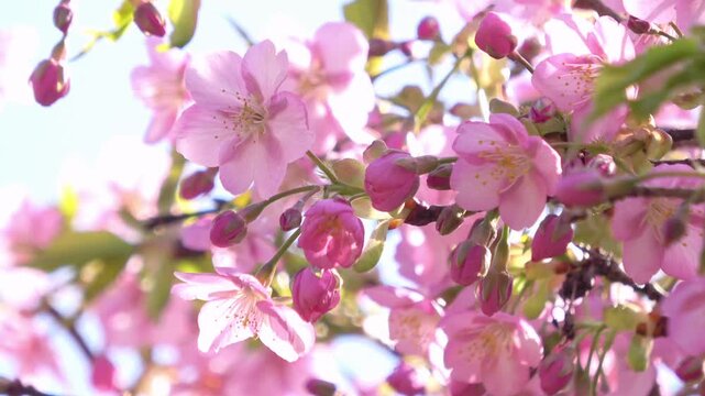 満開の早咲き桜、河津桜のクローズアップ  4K