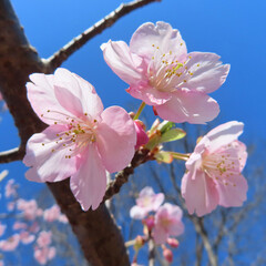 日本で春にカワヅザクラがピンク色の花を咲かせています