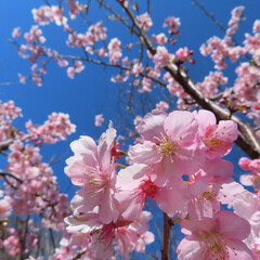 日本で春にカワヅザクラがピンク色の花を咲かせています