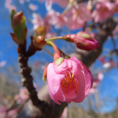 日本で春にカワヅザクラがピンク色の花を咲かせています