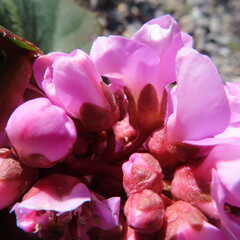 日本で春にヒマラヤユキノシタがピンク色の花を咲かせています