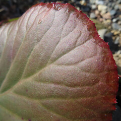 日本で春にヒマラヤユキノシタがピンク色の花を咲かせています