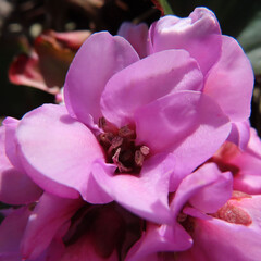 日本で春にヒマラヤユキノシタがピンク色の花を咲かせています