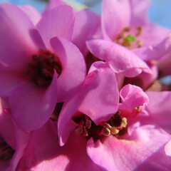 日本で春にヒマラヤユキノシタがピンク色の花を咲かせています