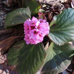 日本で春にヒマラヤユキノシタがピンク色の花を咲かせています