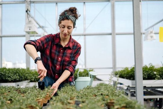 Woman working with hand trowel on rosemary plants in greenhouse of a gardening shop