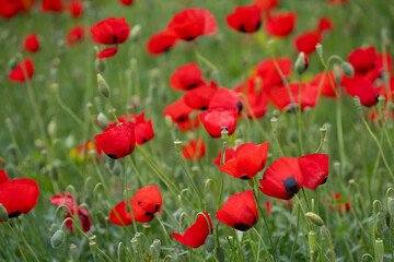 Fototapeta premium Poppies in a Meadow