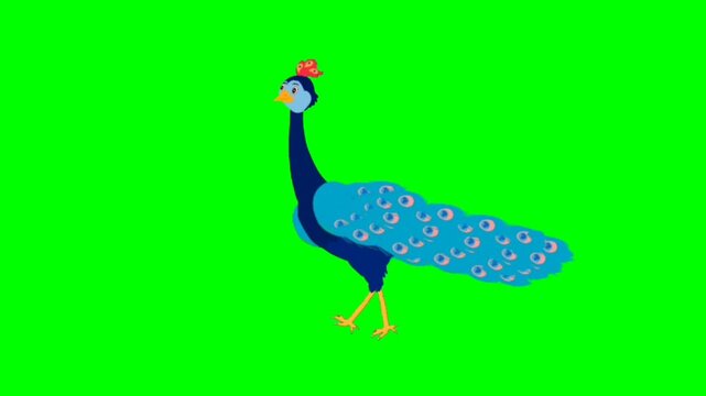 Peacock walking character. Animal walker character. Walking cartoon character with green screen video animation with chroma key. Peacock green screen video.