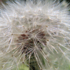 日本で春にタンポポが黄色い花を咲かせています