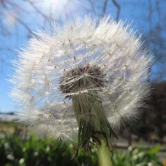 日本で春にタンポポが黄色い花を咲かせています