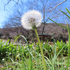 日本で春にタンポポが黄色い花を咲かせています