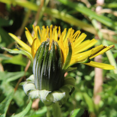 日本で春にタンポポが黄色い花を咲かせています