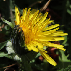 日本で春にタンポポが黄色い花を咲かせています