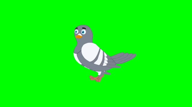 Dove walking character. Bird walker character. Walking cartoon character with green screen video animation with chroma key. Dove green screen video.
