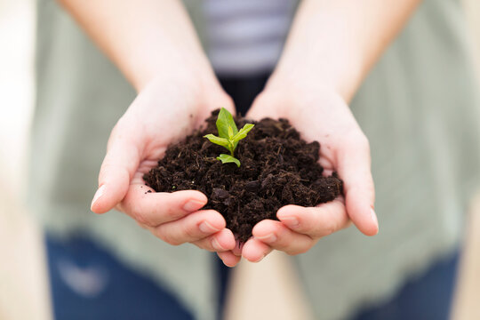 Close-up of woman's hands holding a young plant