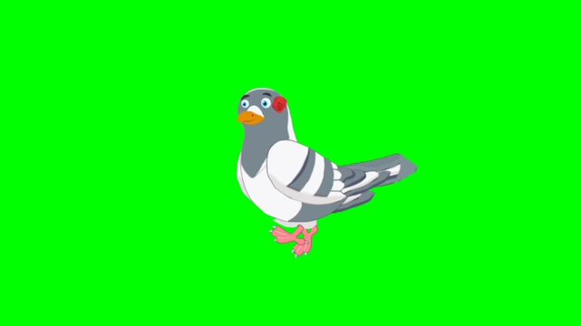 illustration of a dove. Dove walking character. Bird walker character. Walking cartoon character with green screen video animation with chroma key. Dove green screen video.