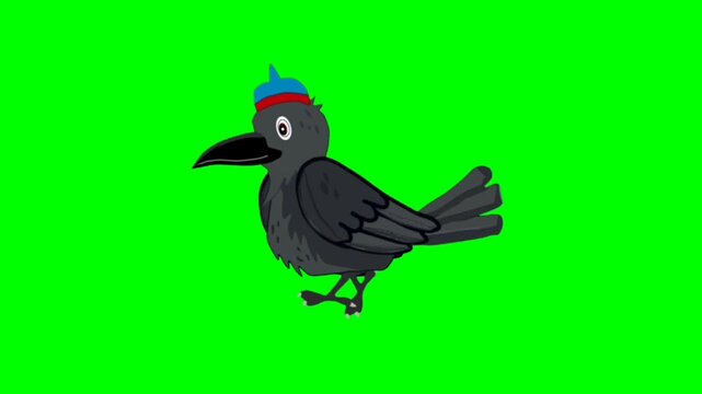 Black Crow walking character. Animal walker character. Walking cartoon character with green screen video animation with chroma key. Bird green screen video.