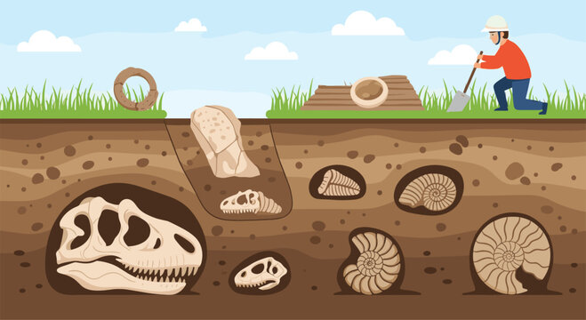 Professional archaeologist uses a shovel to carefully excavate ancient dinosaur fossils and ammonites from different soil layers.
