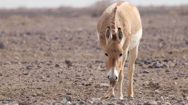 Iranian onager (Asiatic wild ass) walking and grazing in arid desert landscape, wildlife in Iran, natural habitat, close up and wide shots