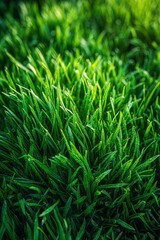 Fototapeta premium Vibrant blades of grass bathed in warm sunlight