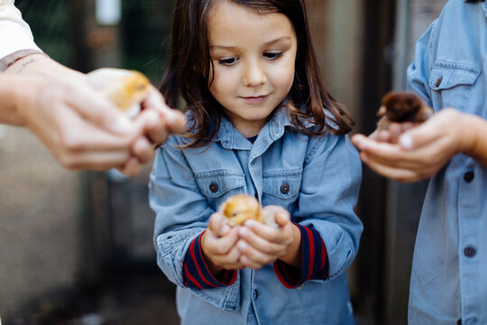 Mother with two kids holding chicks on an organic farm