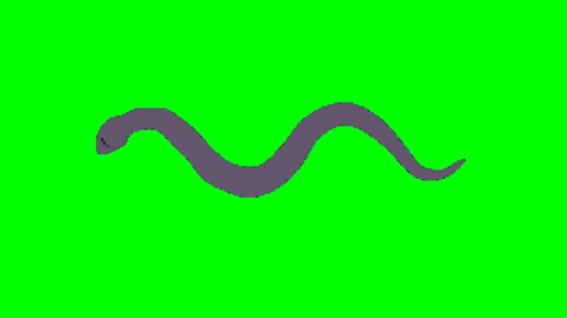 Snake animation video. Snake walking character. Walking animal cartoon character with green screen video animation with chroma key.